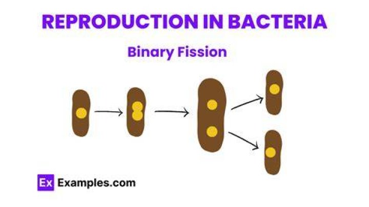 How quickly does bacteria double?
