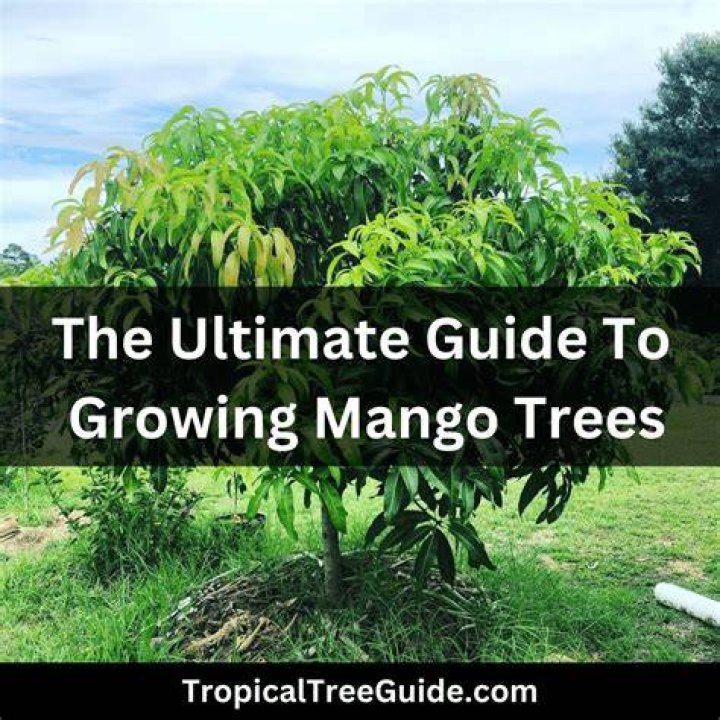 How to grow mangoes?