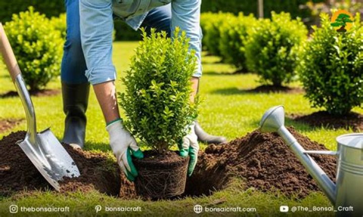 How to plant buxus sempervirens?