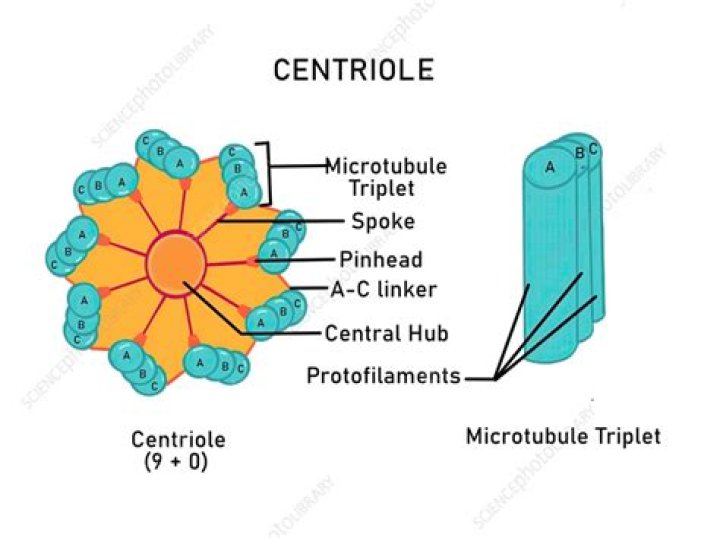 In centriole radial spoke connects?