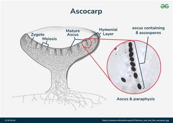 In erysiphe the ascocarp is?