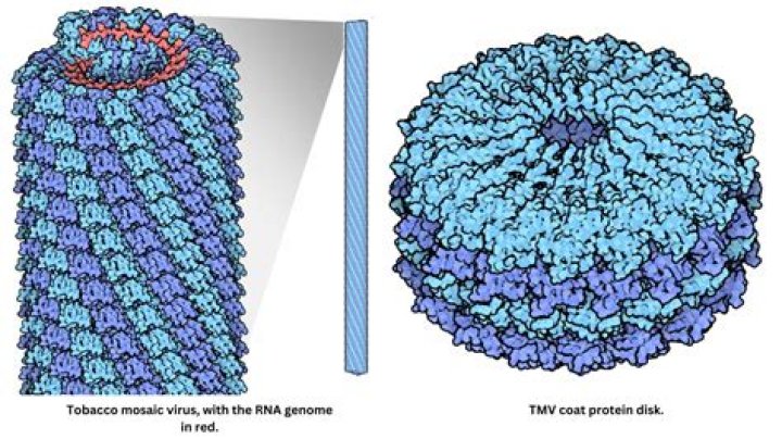 In tobacco mosaic virus structure?