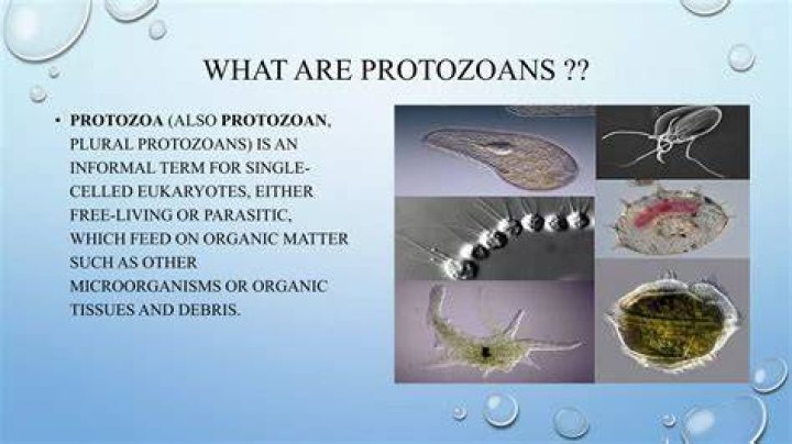 In what ways protozoans are harmful?