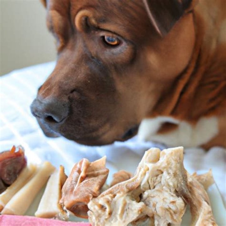 Is beef tripe good for dogs?