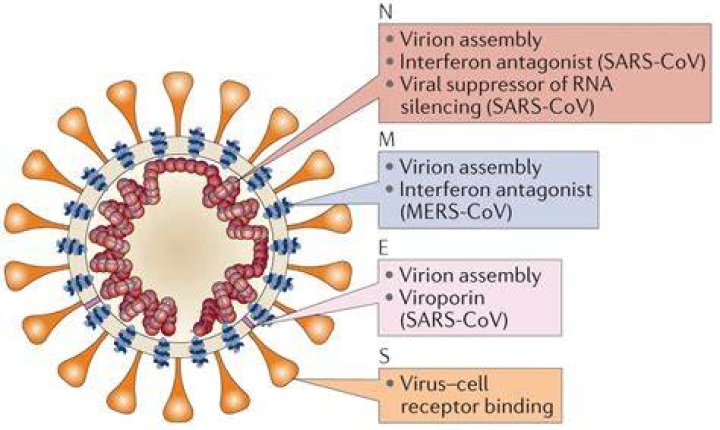 Is covid 19 neurotoxic?