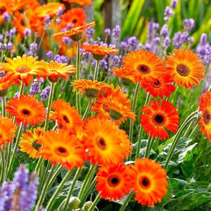 Is garvinea a perennial?