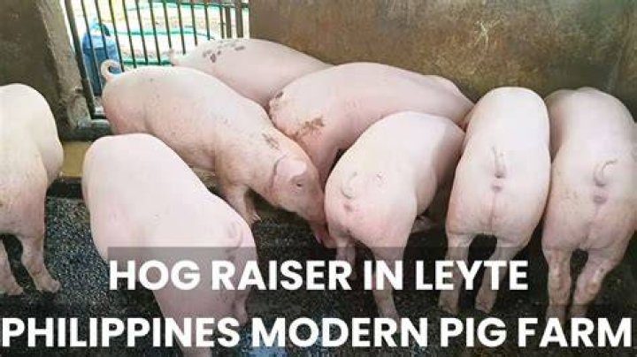 Is hog raising profitable in philippines?