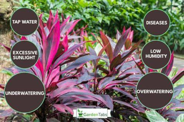 Is my cordyline dying?
