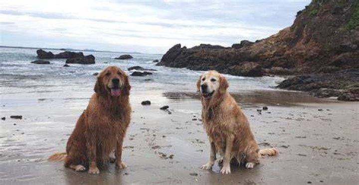 Is nobbys beach dog friendly?