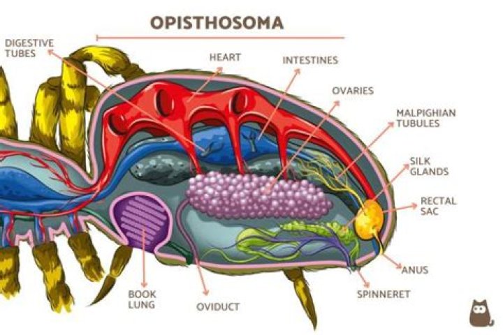 Is opisthosoma same as abdomen?