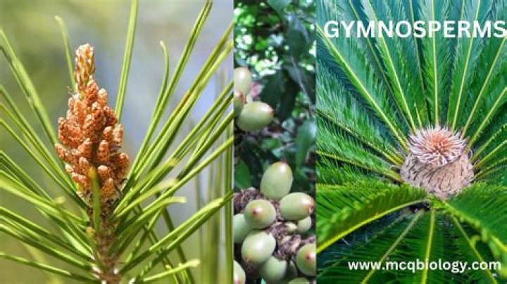 Is pinus a flowering plant?