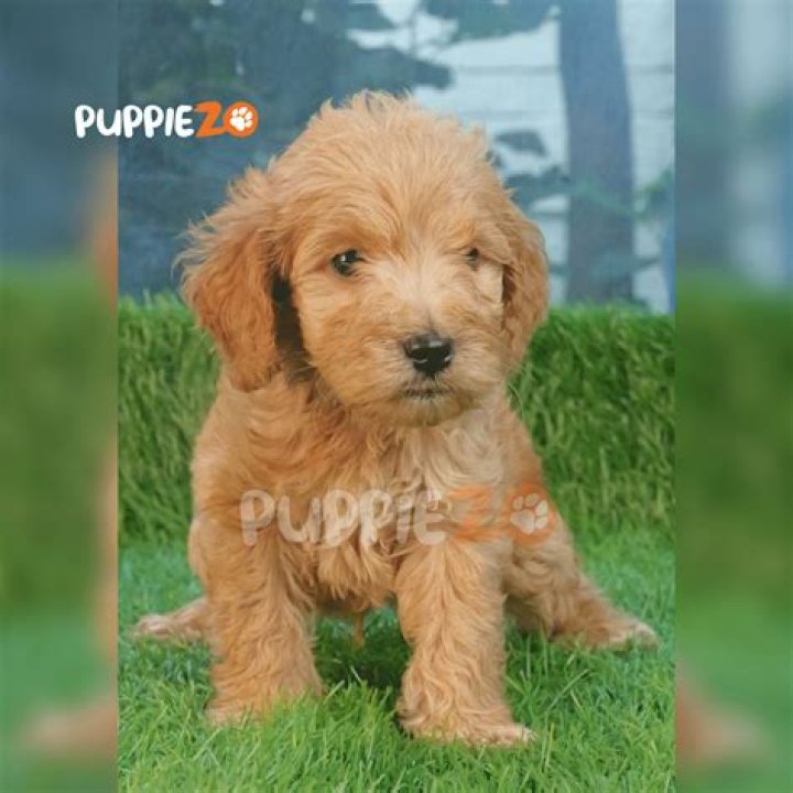 Is poodle available in india?