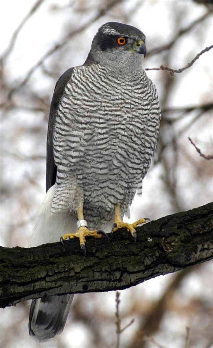 Is the accipiter gentilis endangered?