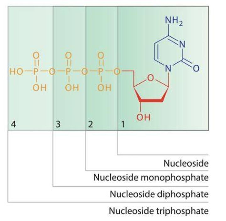 On hydrolysis a nucleoside would not yield?