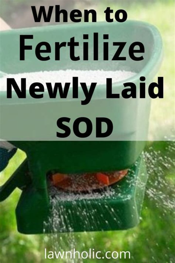 Should you fertilize new grass seed?