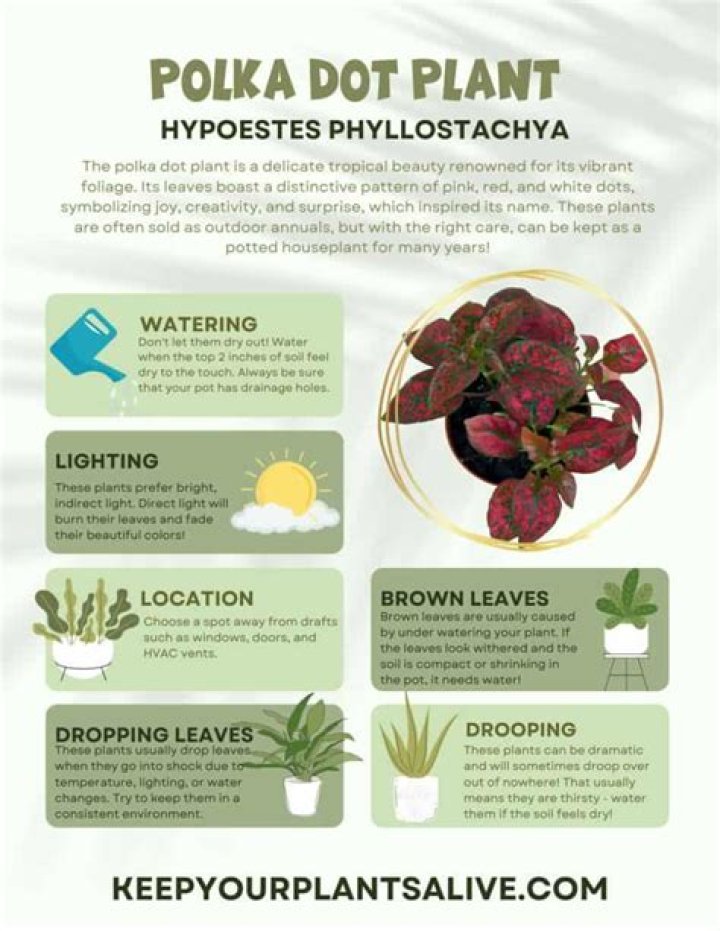 Should you mist polka dot plant?