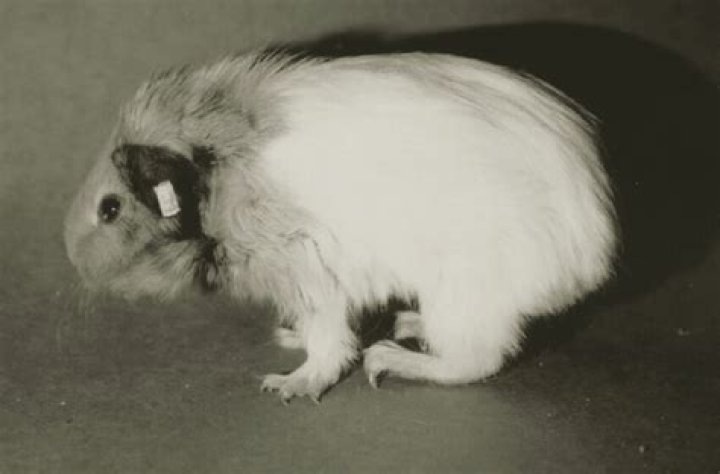 What animal hunched over?