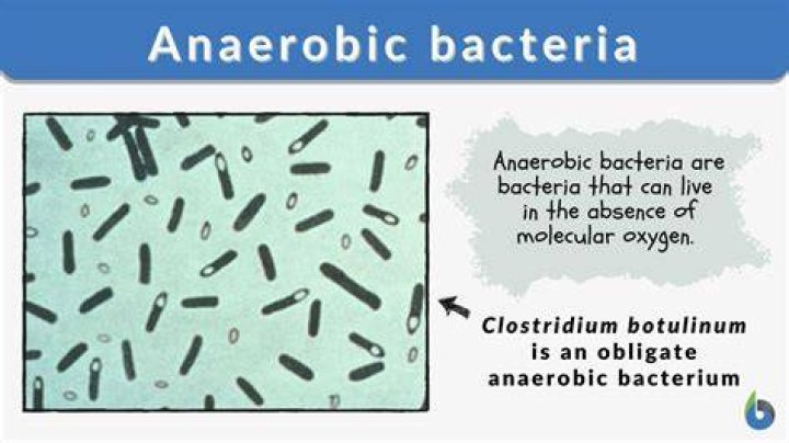 What are strict anaerobes?