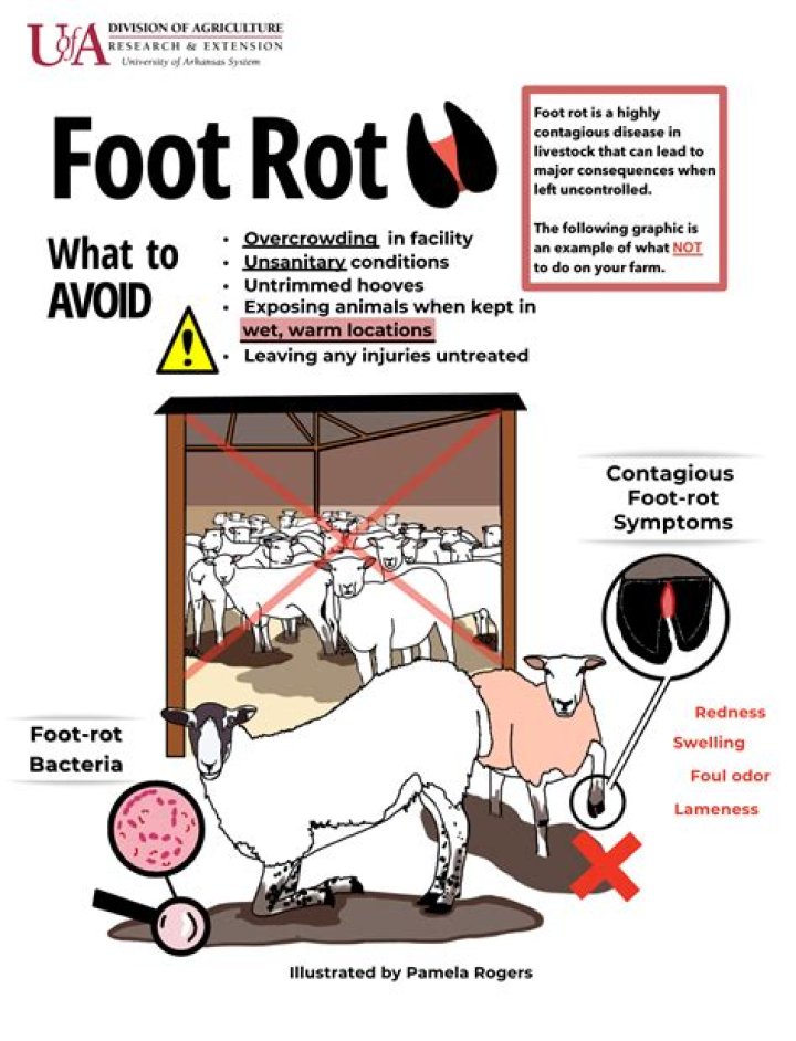 What causes hoof rot?