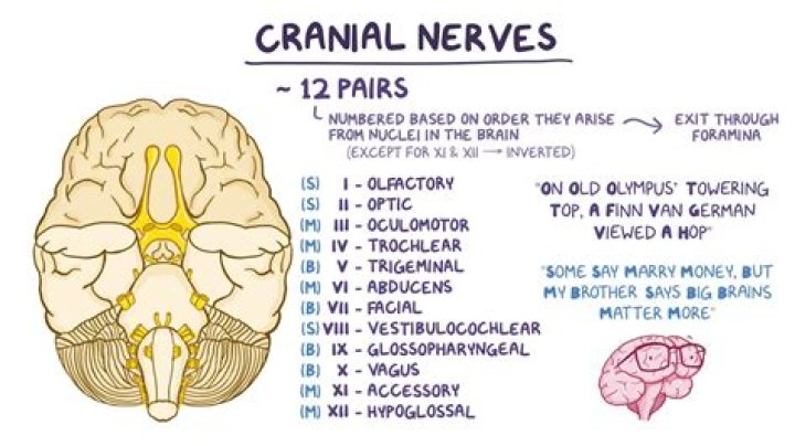 What cranial nerve is responsible for hearing?