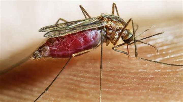 What do anopheles mosquitoes eat?
