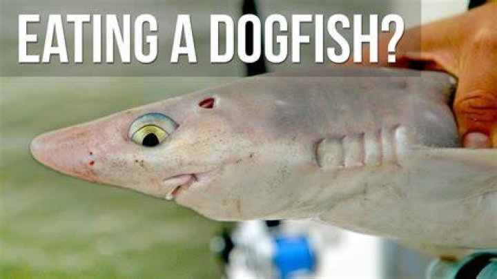 What do dogfish like to eat?