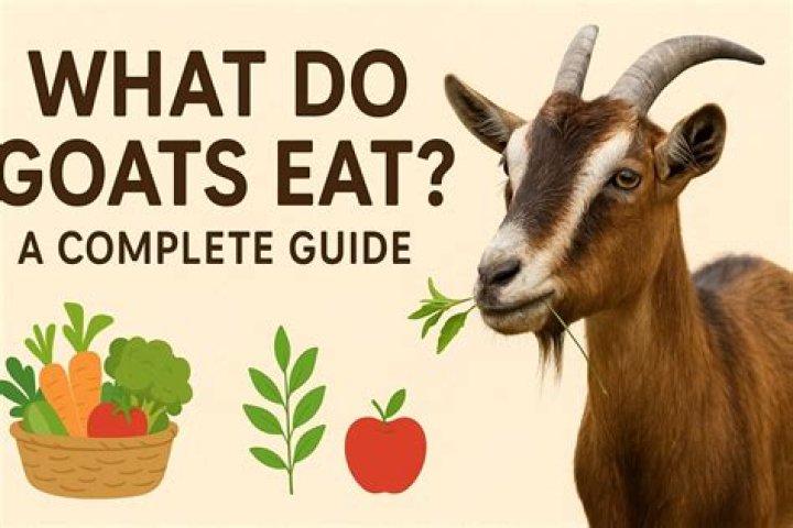 What do nanny goats eat?