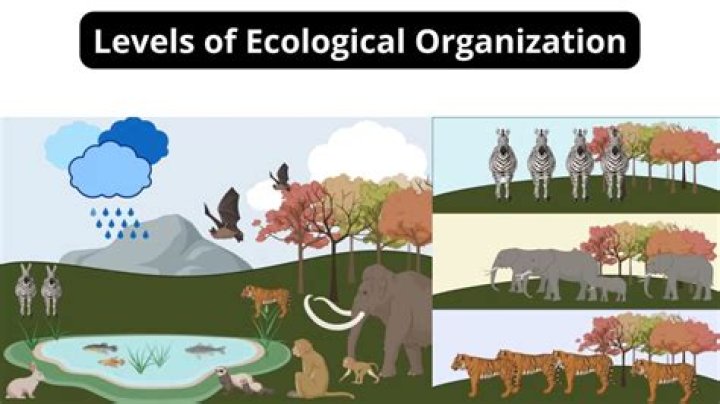What does ecological mean?