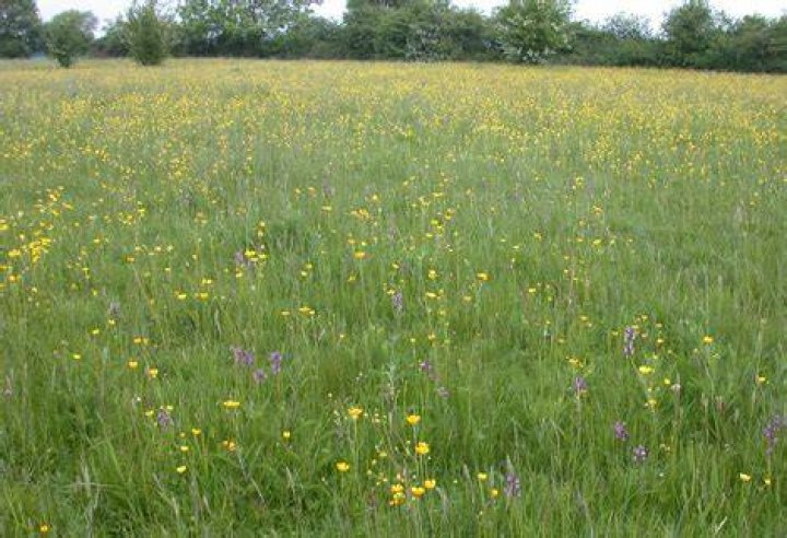 What does mesotrophic grassland mean?