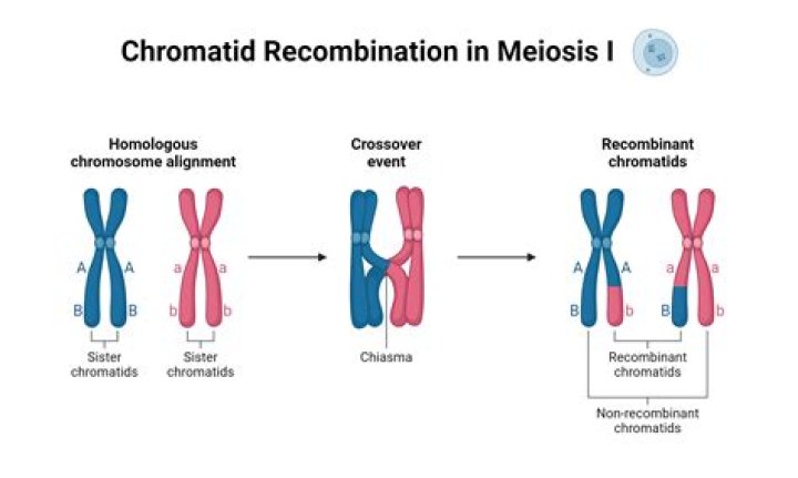 What does nonrecombinant mean in biology?