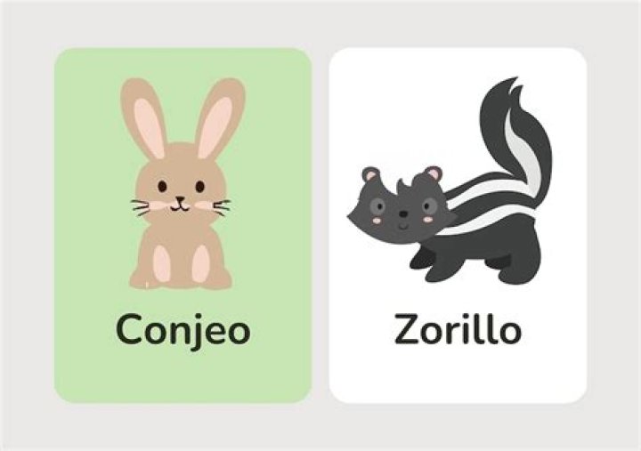 What does the word zorillo mean?