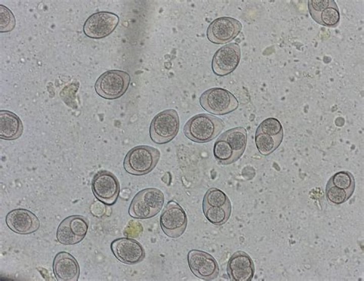 What is coccidia in dogs?