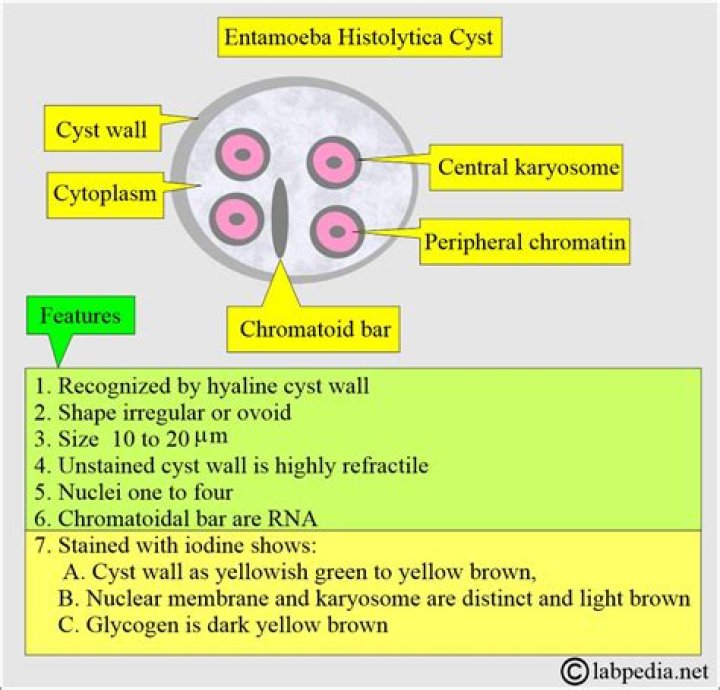 What is histolytica cyst?