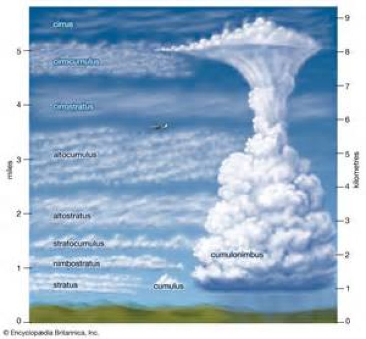 What is meant by cirriform?