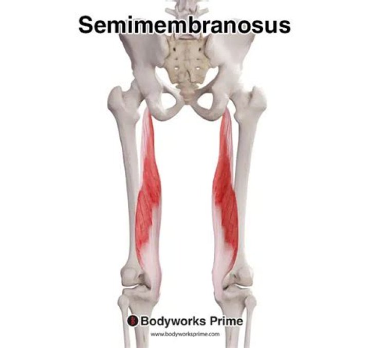 What is semimembranosus definition?