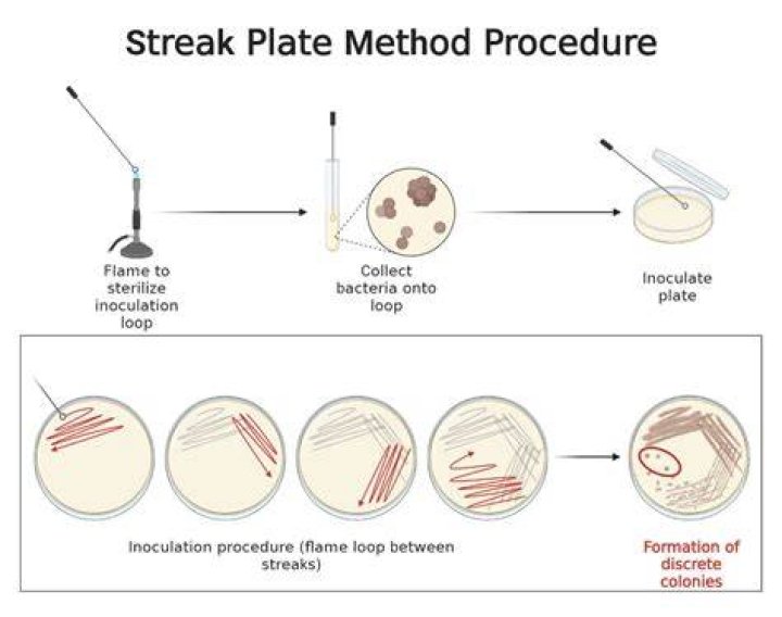 What is streaking in microbiology?