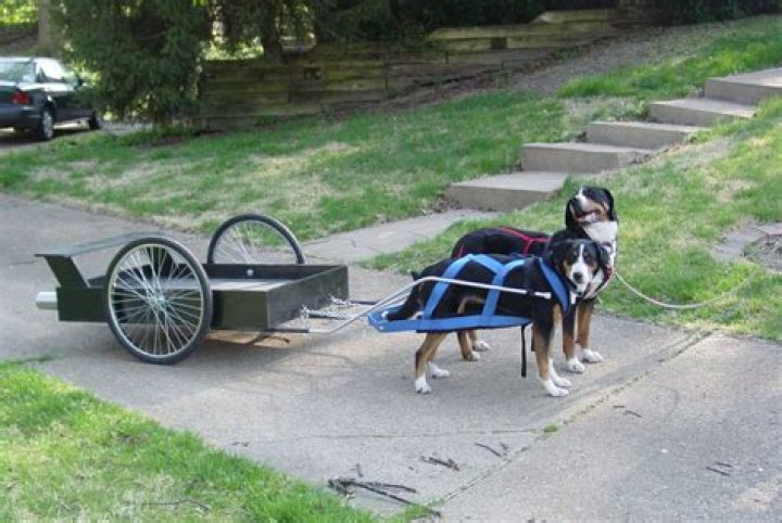 Whats a dog cart?