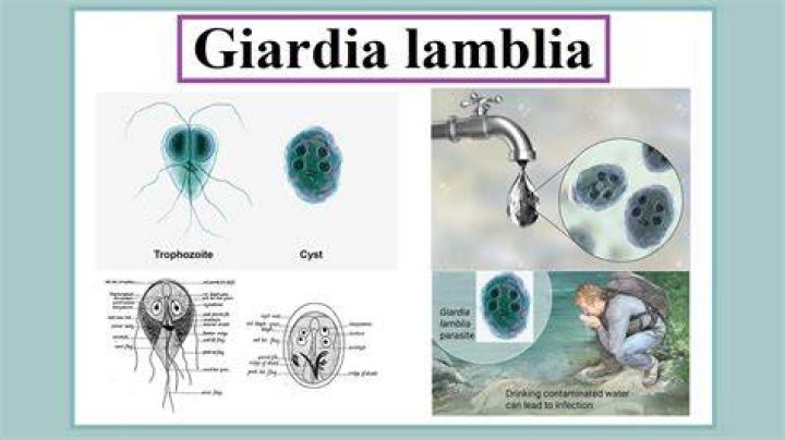 Whats a giardia lamblia?
