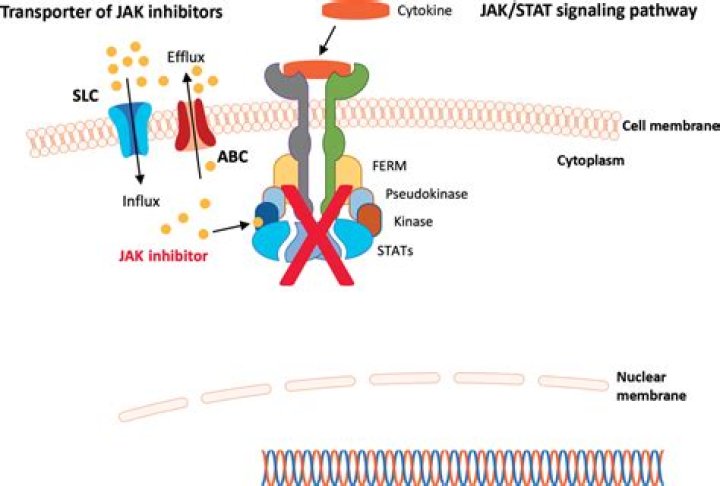 Whats a jak inhibitor?