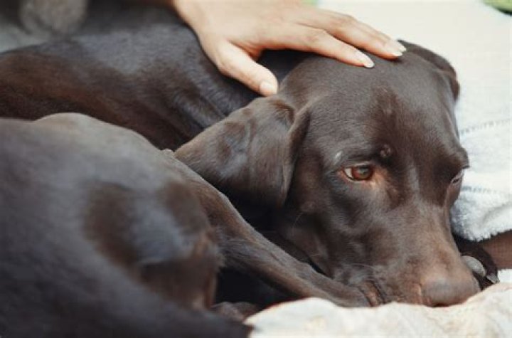 When a sick dog won't eat?