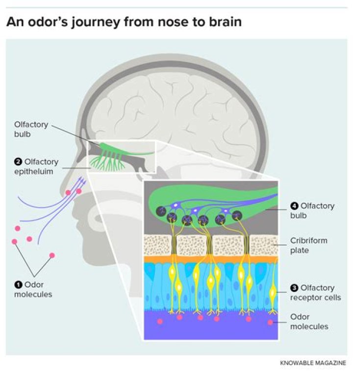 When an odorant binds to olfactory receptors?