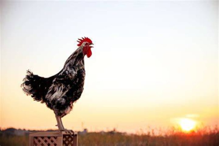 When do roosters start crowing in the morning?