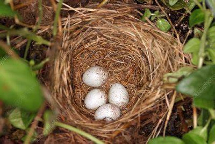When do white-breasted nuthatch lay eggs?