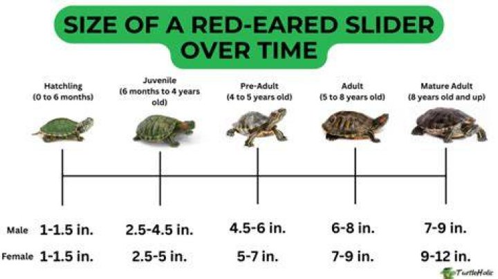 When is a red eared slider full grown?