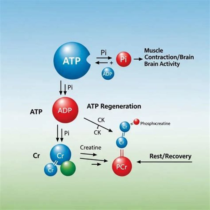 When is phosphocreatine used?