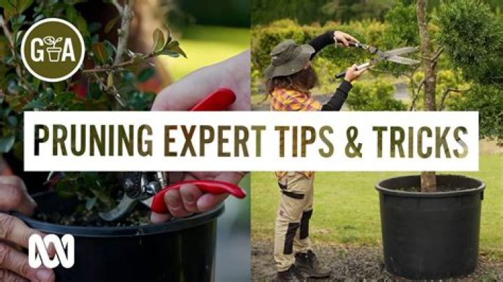 When to prune buxus in australia?