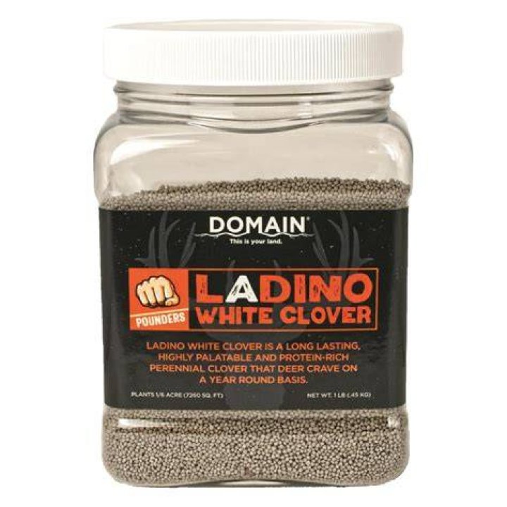 When to seed ladino clover?