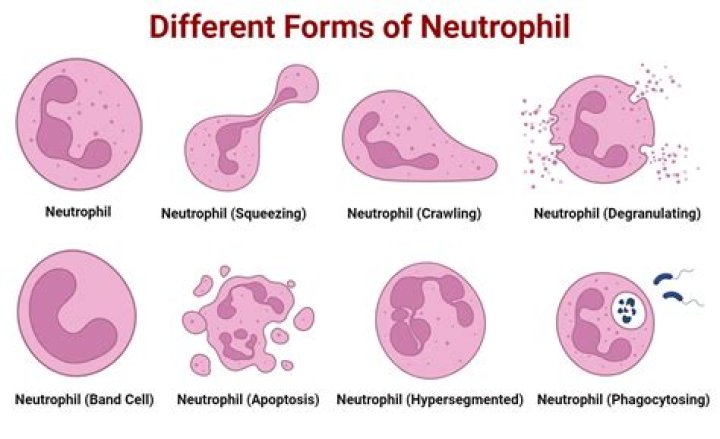 Where are neutrophils formed?