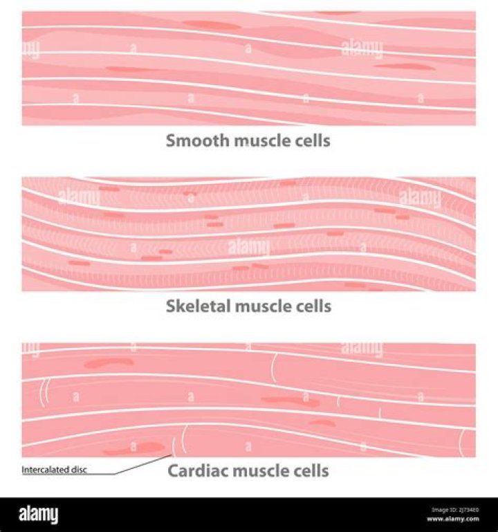 Where are non striated muscles found?