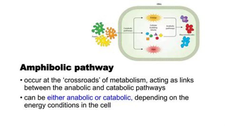 Where can amphibolic pathway be found?